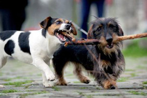 Algemene Beschouwingen Raad Beverwijk  Amendement PvdA Kwijtschelding 1ste hond hondenbelasting